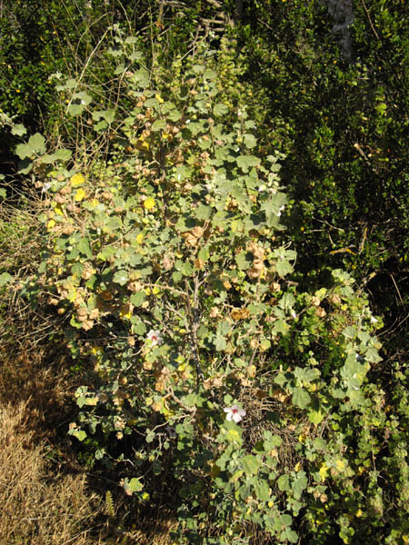 Lavatera maritima en fleurs sur les falaises maritimes en Espagne